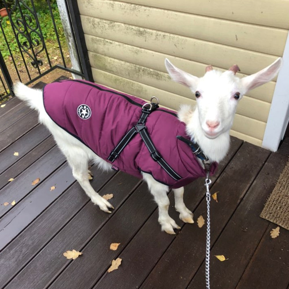 Waterproof Dog Jacket inc Harness
